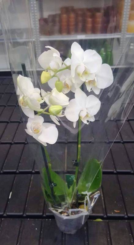 Orchidee (2)
