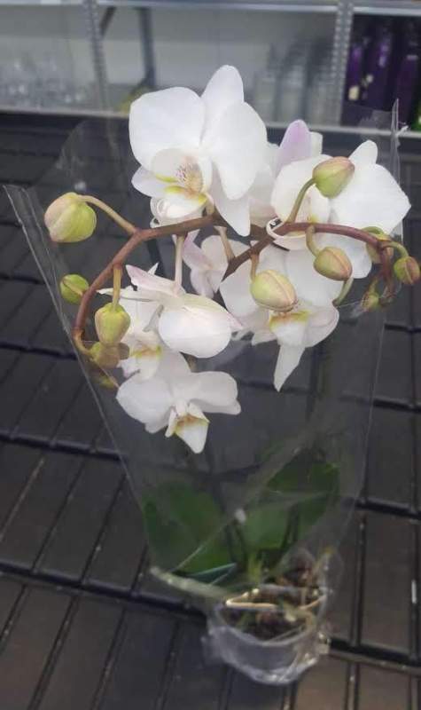 Orchidee (4)