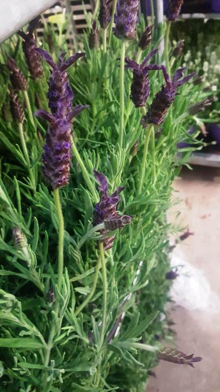 Lavendel Stoechas P17 (2)