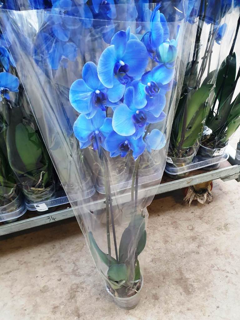 Phalaenopsis Blauw (1)