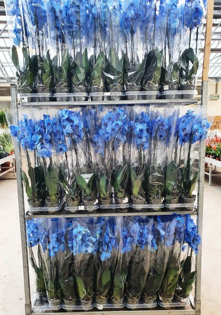 Phalaenopsis Blauw (2)