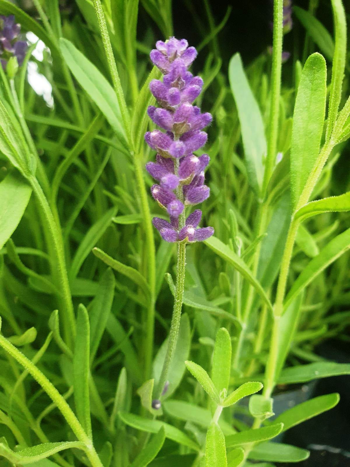 Lavendel (2)
