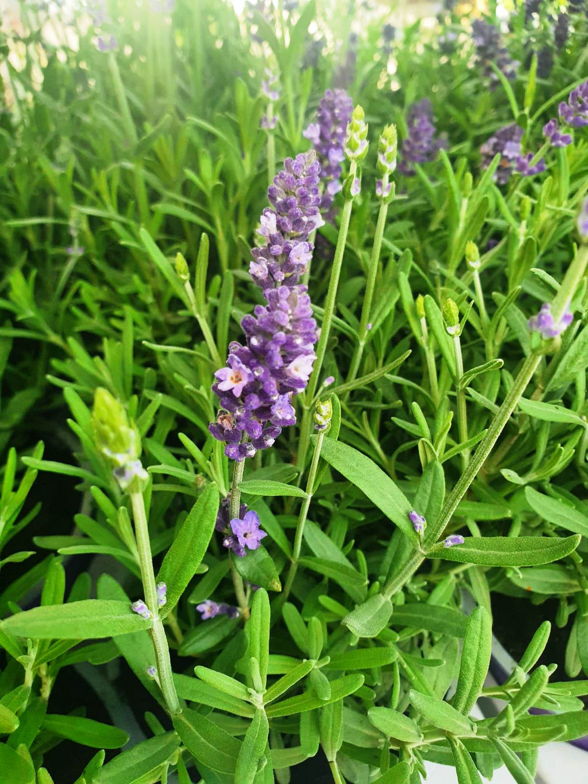 Lavendel (1)